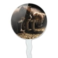thumbnail image 2 of Curious Wolf Pups Wolves Cupcake Picks Toppers Decoration Set of 6, 2 of 7