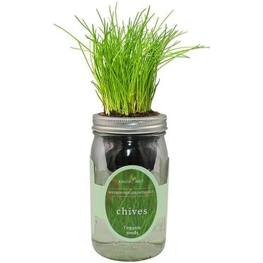 Environet mason jar hydroponic herb kit with Organic Seeds(chives)
