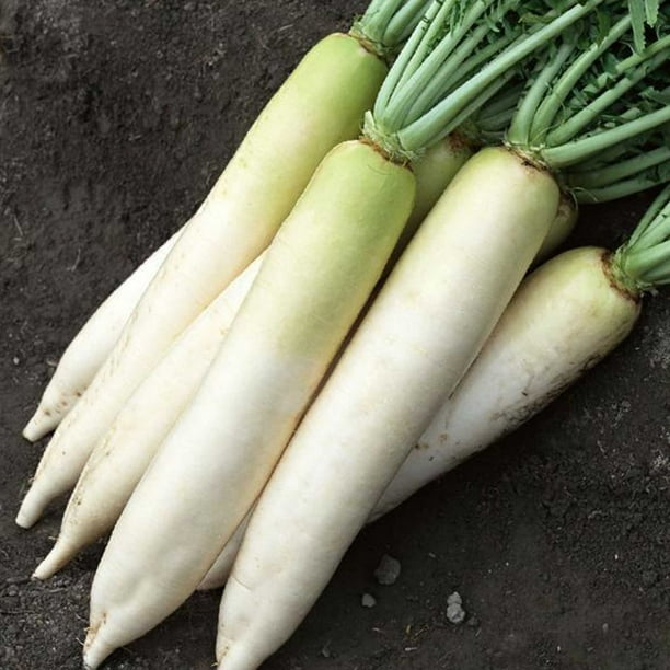 Daikon Radish 5 g 470 Seeds NonGMO, Heirloom, Open Pollinated