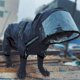thumbnail image 1 of Chubasquero con cara de perro con sombreros, ropa reflectante a prueba de lluvia para mascotas, sudaderas con capucha, chaqueta de lluvia, abrigo para perros pequeños y medianos, ropa, disfraz, 1 of 3