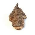 thumbnail image 2 of Morel Mushrooms, Whole (Dried) - 4 oz., 2 of 2