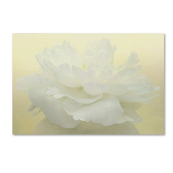 Trademark Fine Art 'Pure White Peony' Canvas Art by Cora Niele