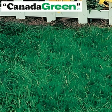 Canada Green Grass Seed - 6 Lbs.
