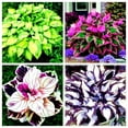 thumbnail image 3 of Rich in Color/Perennial Hostas/Low Maintenance Garden Decoration, 3 of 10