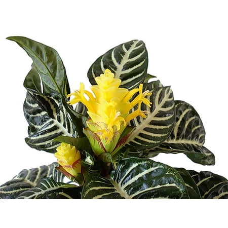 Zebra Plant - Aphelandra - Exotic & Unusual House Plant - 4" Pot