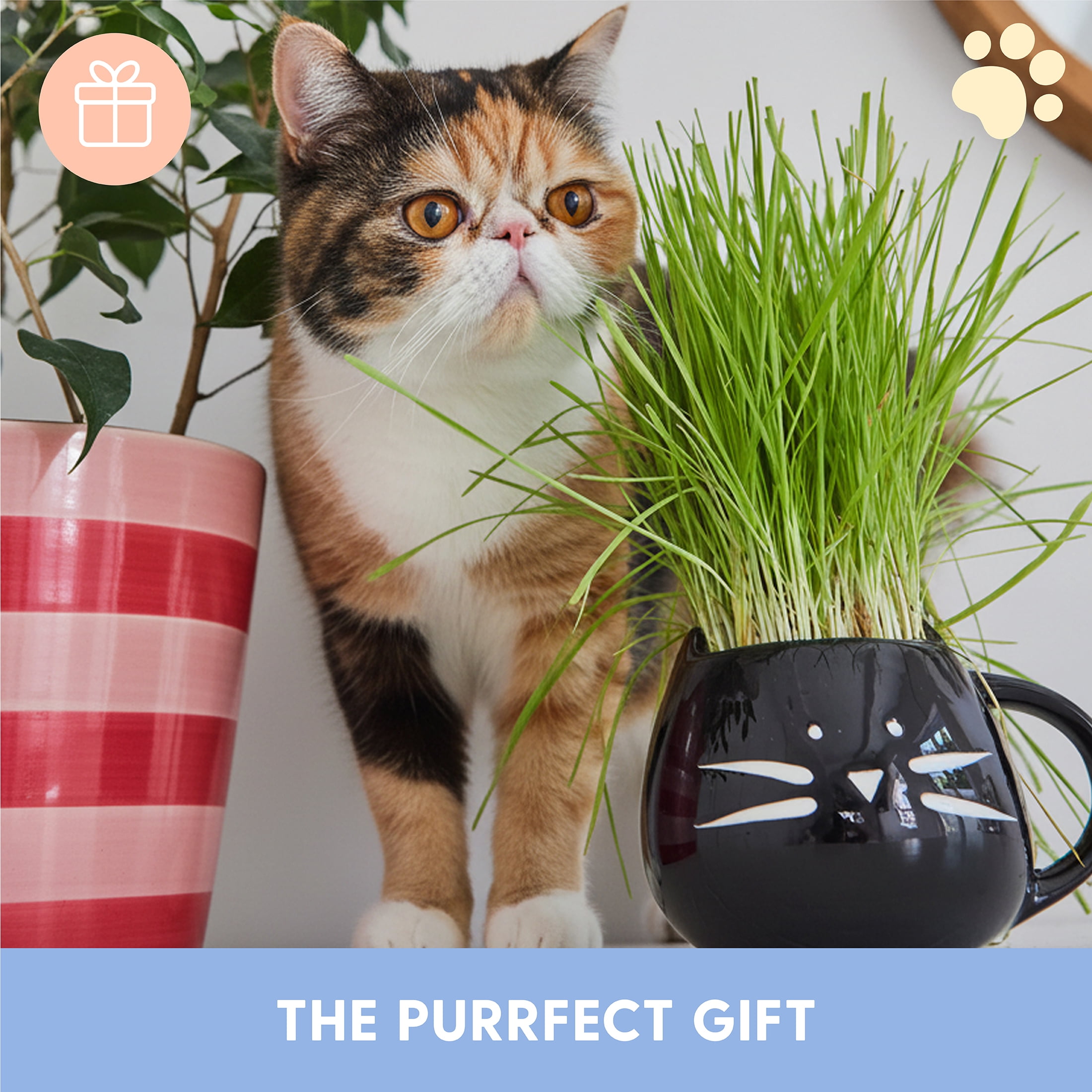 The Cat Ladies Black Cat Mug Pet Grass Grow Kit, Organic Blend