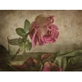 thumbnail image 2 of Tokarev, Igor 18x15 White Modern Wood Framed Museum Art Print Titled - Tear Of Rose, 2 of 4