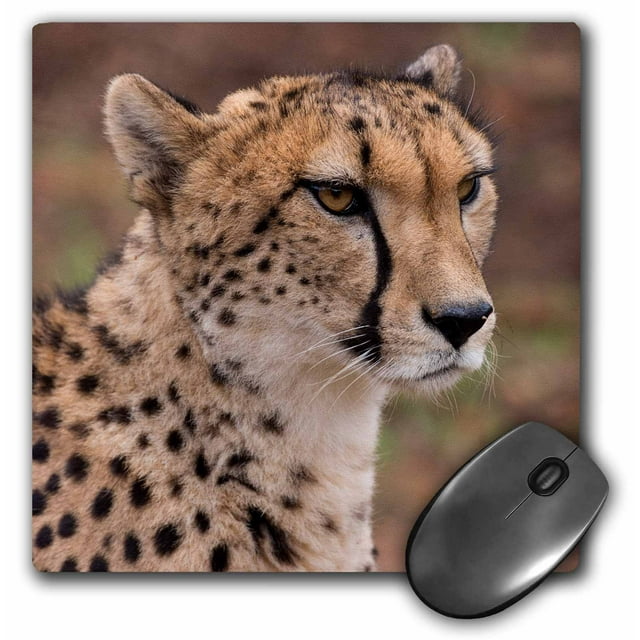 3dRose South Africa, Pretoria, Cheetah portrait. Mouse Pad, 8 by 8