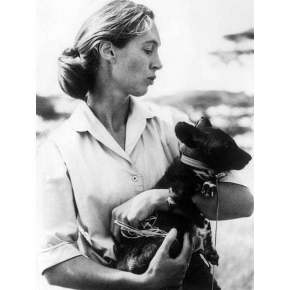 Jane Goodall. Ca 1970S. Courtesy Csu ArchivesEverett Collection History (24 x 36)