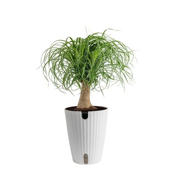 Costa Farms 15" Ponytail Palm Live House Plants in 5" Self-Watering Planter
