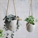 thumbnail image 2 of Inteprter Maceta para plantas acuáticas, plantas de agua saludables con maceta impermeable, agua cultivable, se puede colocar en un jarrón Type2 NO2, 2 of 6