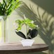thumbnail image 5 of KAKOWELY Mini orquídea artificial para mesa, adorno de mesa, ideal para baño y cocina., 5 of 5