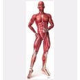 thumbnail image 2 of Anatomy Muscle System, 2 of 2