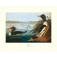 thumbnail image 2 of Audubon, John James 14x12 Black Ornate Wood Framed with Double Matting Museum Art Print Titled - Goosander (decorative border), 2 of 4