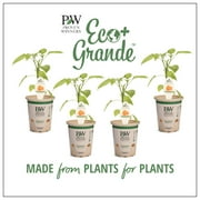 Proven Winners 4-Pack, 4.25 in. Eco+Grande, Sweet Petite Orange Pepper Live Plant Vegetable