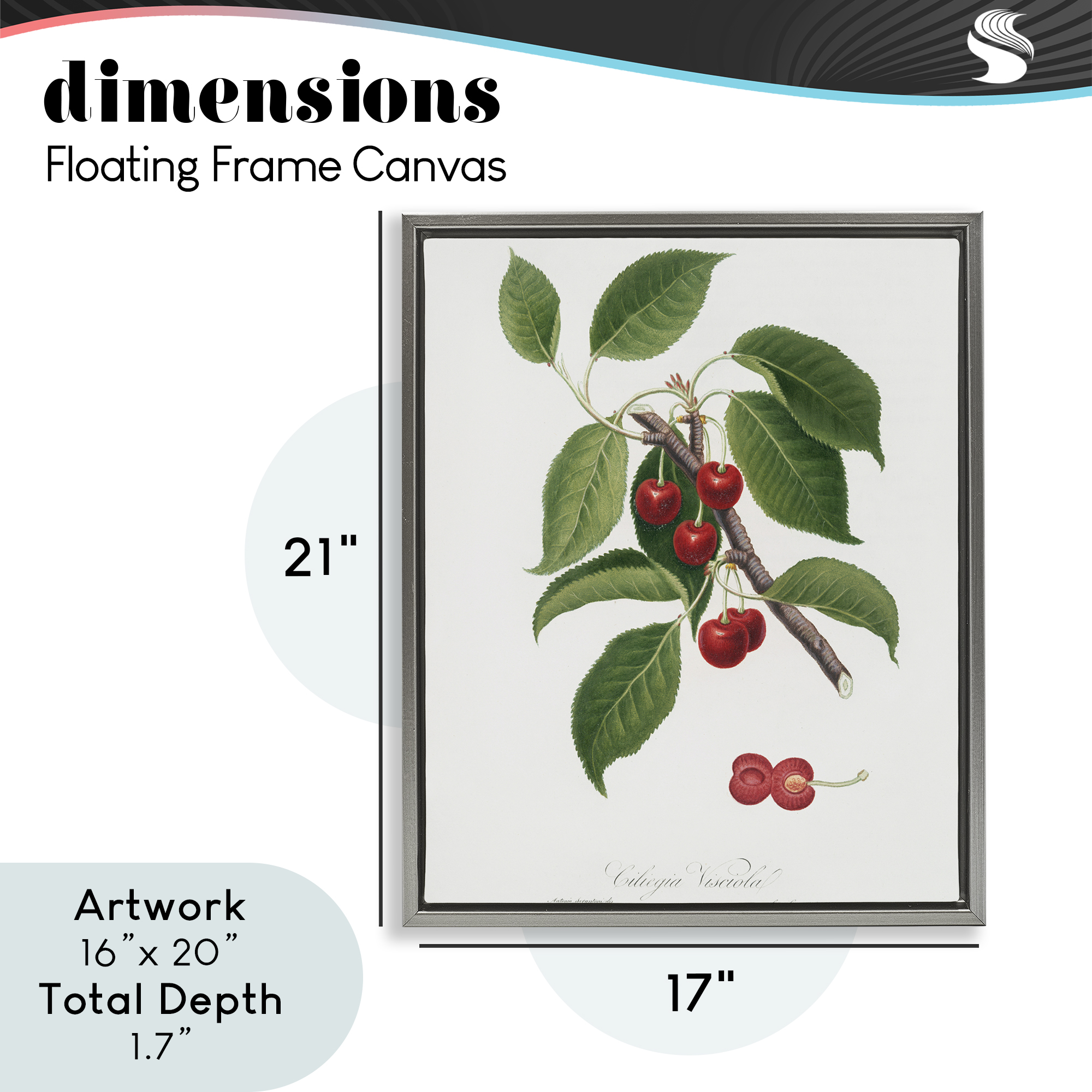 Latin Study of Cherry Plant Gray Framed Floater Canvas Wall Art, design by Lettered and Lined