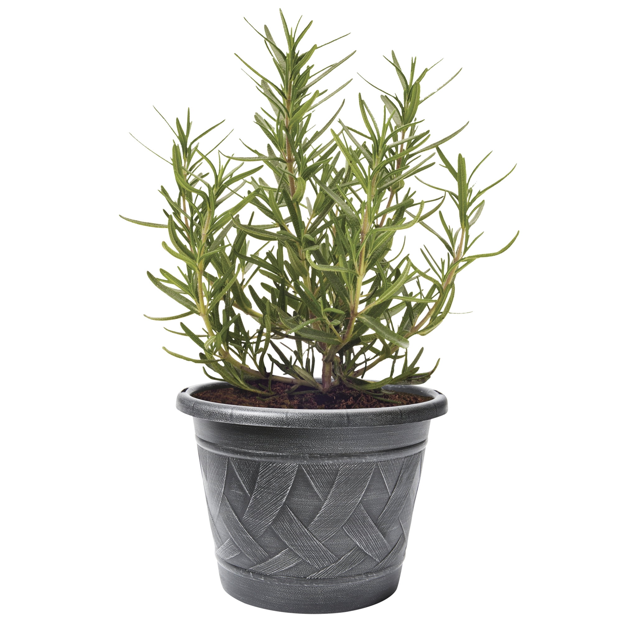 Bonnie Plants Lavender 2.32 qt.