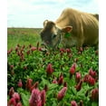 thumbnail image 4 of Crimson Clover Seed by Eretz - CHOOSE SIZE! Premium Willamette Valley, Oregon Grown Non-GMO Seed 8oz, 4 of 6