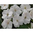 thumbnail image 2 of SunPatiens 2.5 Quart Impatiens White Shady Annual Live Plant, 2 of 5