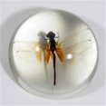 thumbnail image 1 of Dragonfly Dome - Clear, 1 of 1