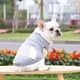 thumbnail image 5 of Chaleco tipo sudadera para perro The Dog Face, camiseta de algodón puro para primavera y verano para perros pequeños y medianos, para chihuahua, bulldog francés, ropa para cachorros, 5 of 5