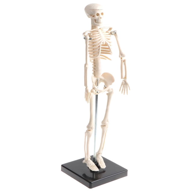 Human Kids Skeleton Model With Stand & Base - 17inches Tall With Removable Arms And Legs, Easy To Assemble, Medical Study Kits, Classroom Decor 12x12x42cm