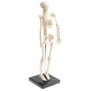 Human Kids Skeleton Model With Stand 17inches With Removable And Legs, Easy To Assemble, Study Kits, Classroom Decor
