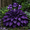 a, variant on 4 Hosta Roots-Low‑Maintenance, Easy‑Grow for Garden Beds,Borders,Plant Pots & Planters