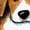 White with Stripes, variant on Inktastic Beagle Girls Toddler Dress