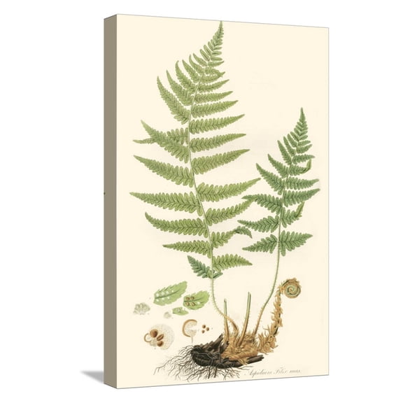 Art.com Curtis Ferns II Stretched Canvas Print Wall Art by Curtis, 12" x 18"