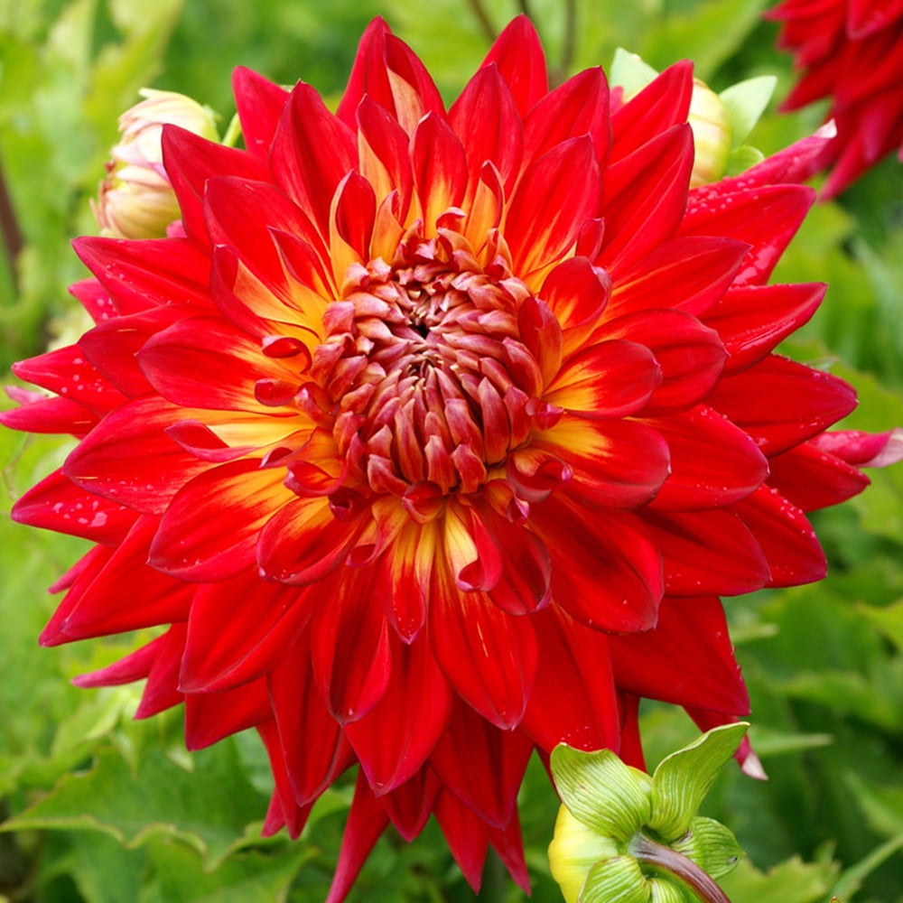 Manhattan Island Decorative Dahlia 2 Bulb Clumps