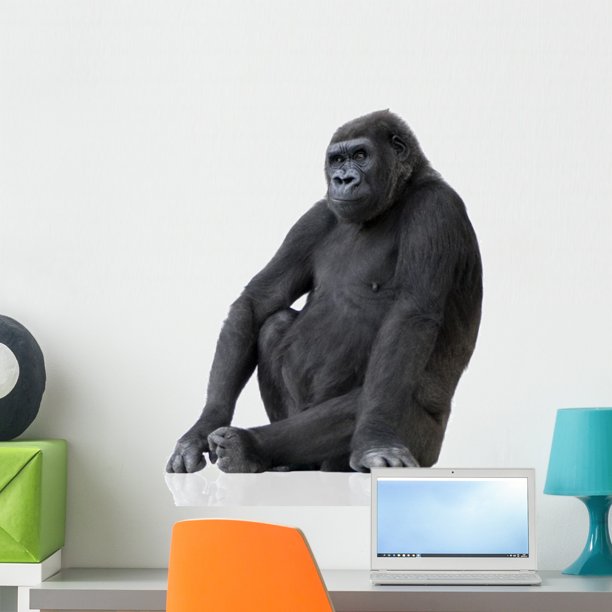 Young Silverback Gorilla Wall Decal by Wallmonkeys Peel and Stick