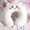Chiikawa, variant on Comfortable Memory Foam U-shaped Neck Pillow Kawaii Travel Pillow Chiikawa Hachiware Nap Pillow Gifts