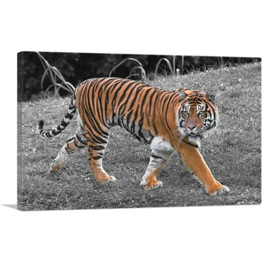 ARTCANVAS Tiger In Forest Canvas Art Print - Size: 26" x 18" (0.75" Deep)
