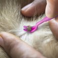 thumbnail image 2 of Tick ​​hook Tick pliers | Different Hooks for All Sizes of Ticks, 2 of 3