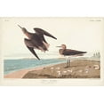 thumbnail image 2 of Audubon, John James 32x23 Gold Ornate Wood Framed with Double Matting Museum Art Print Titled - Pl. 278 Schins Sandpiper, 2 of 4