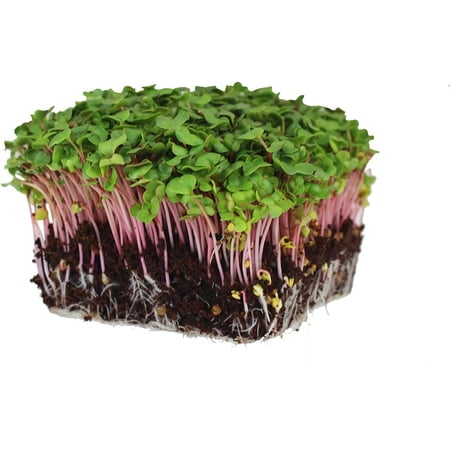 Radish Sprouting Seed - Red Arrow Variety - 1 Lb Seed Pouch - Heirloom Radish Sprouts - Non-GMO Sprouting and Microgreens