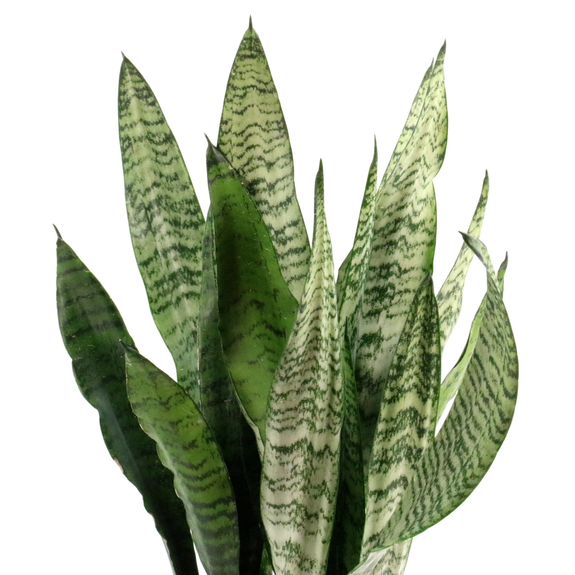 6 in. Sansevieria Zeylanica Plant in Grower Container