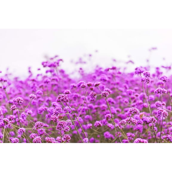 250 COMMON VERVAIN Verbena Officinalis European Herb Pink Purple Flower Seeds
