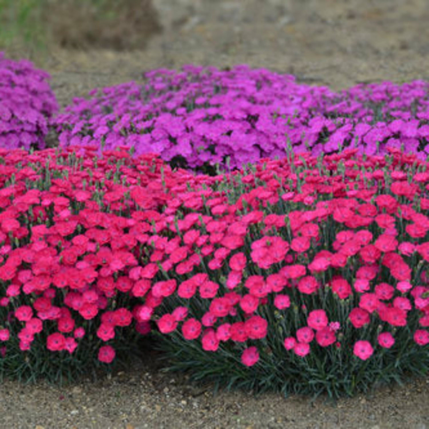Proven Winners 6" Pink 'Paint the Town Magenta' Pinks Live Plant in 6.5" Pot