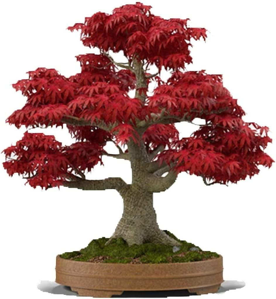 Adansonia Digitata - African Baobab Tree - Excellent Bonsai (5 Seeds to  Grow) - Walmart.com