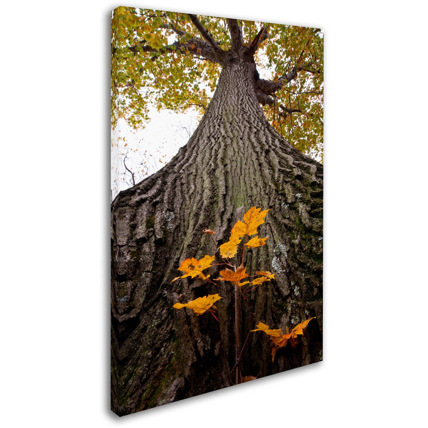Trademark Fine Art "Aspiring to New Heights" Canvas Art by Kurt Shaffer