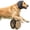 Beige, variant on Dog Ear Muffs, Noise Cancelling Ear Wrap, Adjustable Comfortable Calming Hoodie for Dogs, Ideal for Grooming, Bathing & Swimming