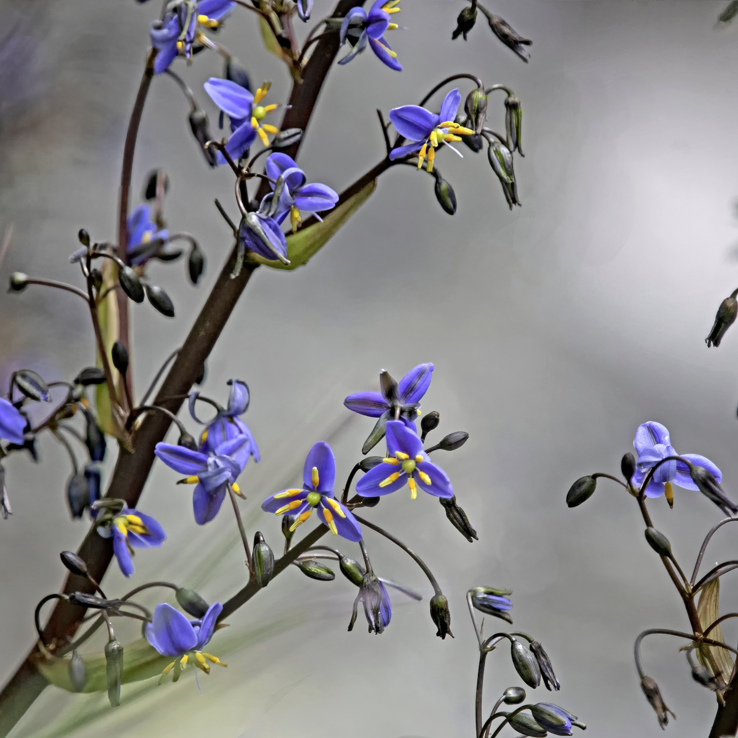 3 gal. Dianella Flax Lilly Plant