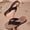 Black, variant on Women's Padded Thong Flip Flops Cushioned Footbed Non-Slip Comfortable Beach Sandals Summer White 8.5
