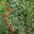 thumbnail image 3 of Terrasoul Superfoods Organic Goji Berries, Sun-Dried, 1 Lb - Large Size | Chewy Texture, 3 of 8