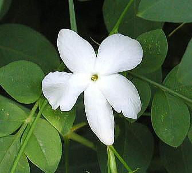 Common Jasmine (Jasminum officinale) in Philadelphia Bucks County