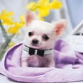thumbnail image 3 of Rhinestone Dog Collar for Small Dog,Diamond Pet Cats Collors with Bow,Bling Crystal Pretty Cute Adjustable for XXS XS Small Medium Large Dogs Puppy Girls, 3 of 6