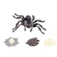 thumbnail image 2 of Juguete de Estatuilla de Crecimiento de Araña Conjunto de Modelo de Ciclo de Vida de Crecimiento de Araña Adornos de Figuras de Animales de Simulación para la Colección de ANGGREK Otros, 2 of 8