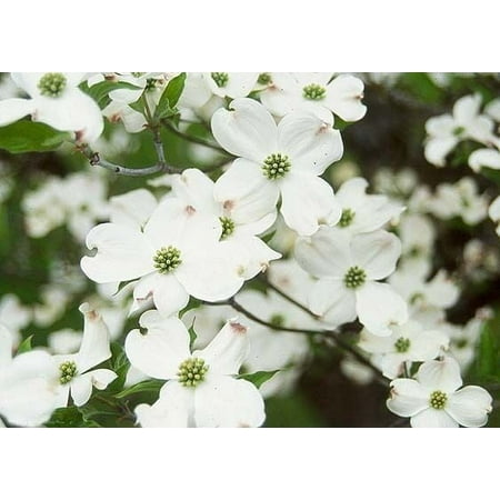 White Dogwood 2-3'in height in an ABP container